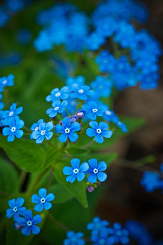 Free Download Little Blue Purple Flower iPhone HD ...