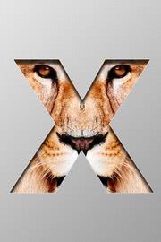 Mac OS X Lion