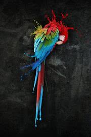 iPhone壁紙 &raquo; Macaw Dig…