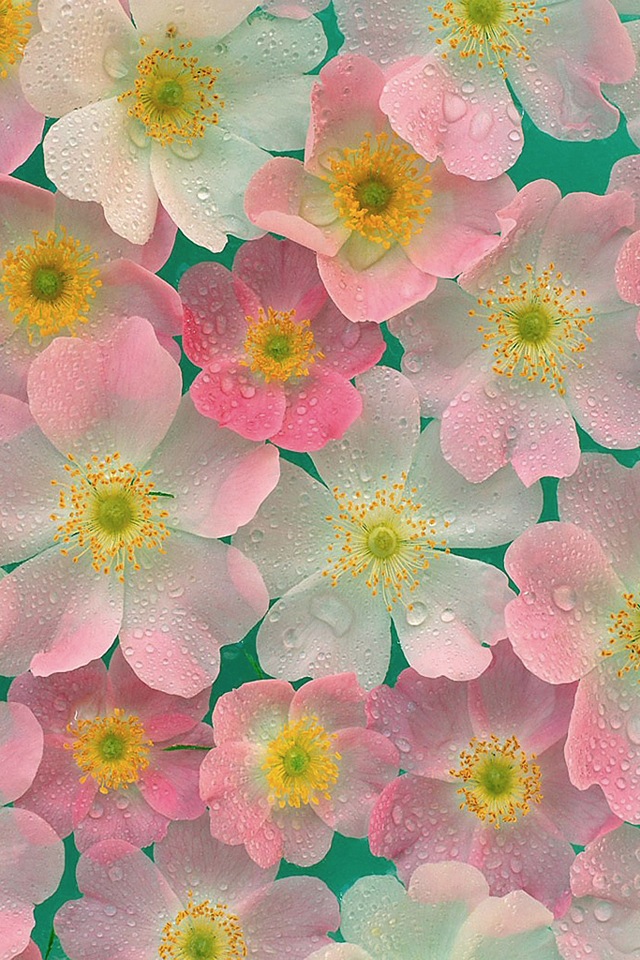 みずみずしい花模様 Iphone壁紙ギャラリー