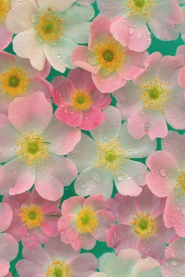 みずみずしい花柄 Iphone壁紙ギャラリー