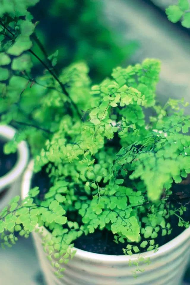 鉢植えの植物 Iphone壁紙ギャラリー