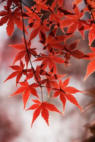 真っ赤な紅葉