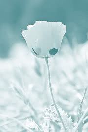 うつくしい氷の花