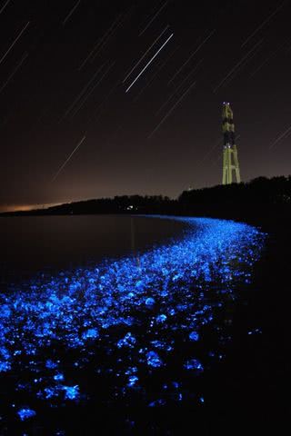 【幻想的な景色】青く輝く夜の浜辺