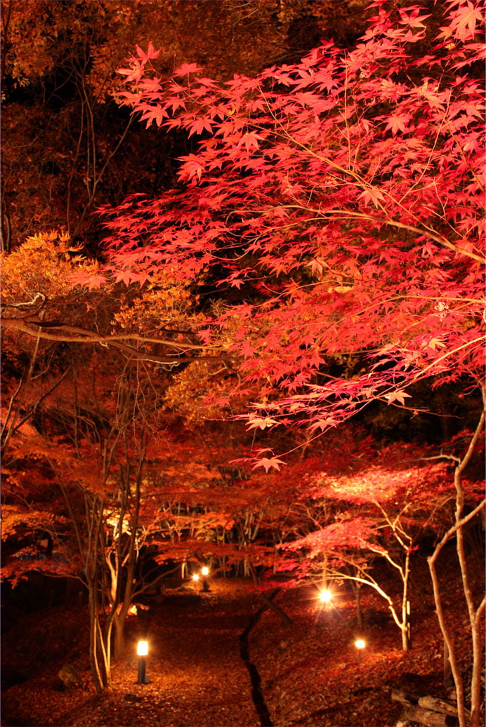 夜のライトアップされた紅葉 Iphone壁紙ギャラリー