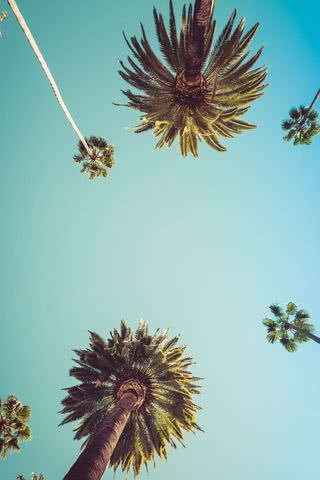 ヤシの木と青空