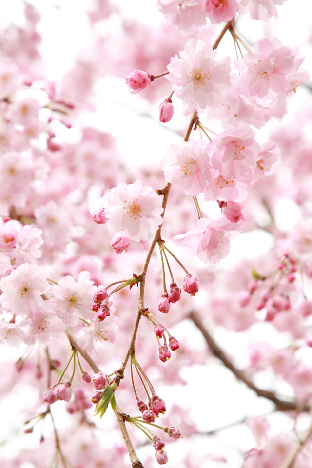 100 Wallpaper Iphone 6s Sakura Hinhanhsieudep Net