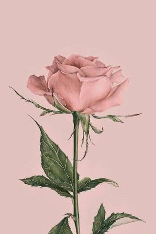 【46位】ピンクの薔薇