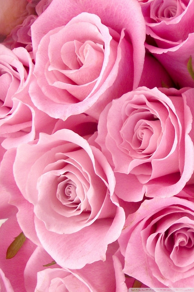 25 Iphone 薔薇 壁紙 ピンク ただ素晴らしい花