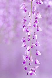 紫色の可愛い花