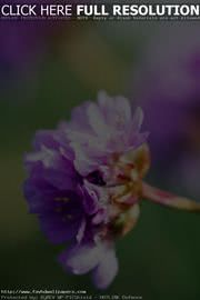 iPhone壁紙Purple Wildflower …