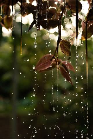 雨