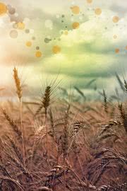 麦畑 | カントリーな風景