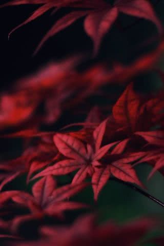 紅葉