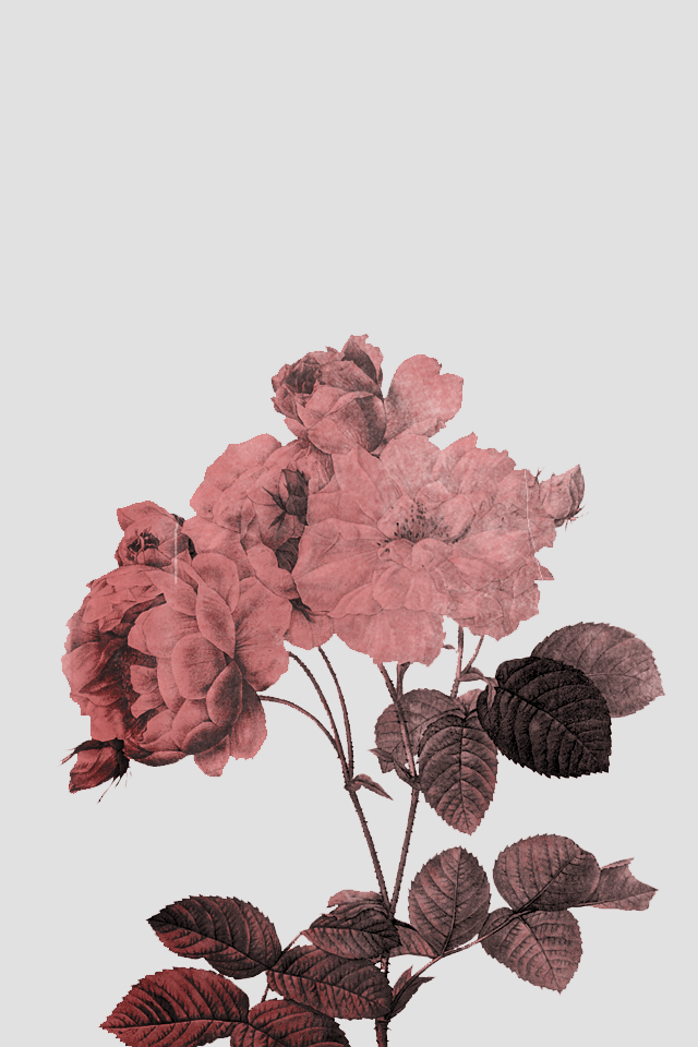 おしゃれな淡いバラのイラスト Iphone壁紙ギャラリー
