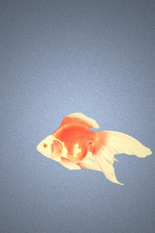 金魚のイラスト Iphone壁紙ギャラリー