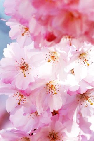 【263位】桜