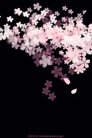キレイな夜桜