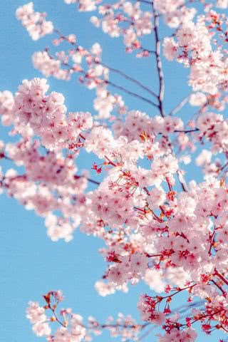 【281位】桜