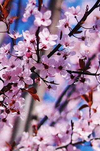 桜の花