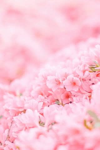 【127位】桜