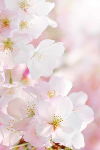 【3位】桜の花