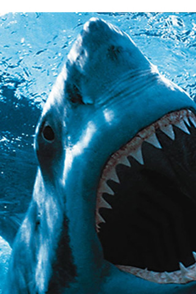 Shark Wallpaper Animal Backgrounds Iphone壁紙ギャラリー