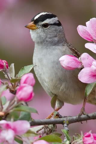 花と鳥