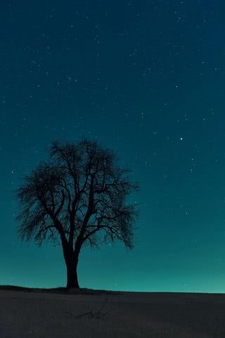 星空と木