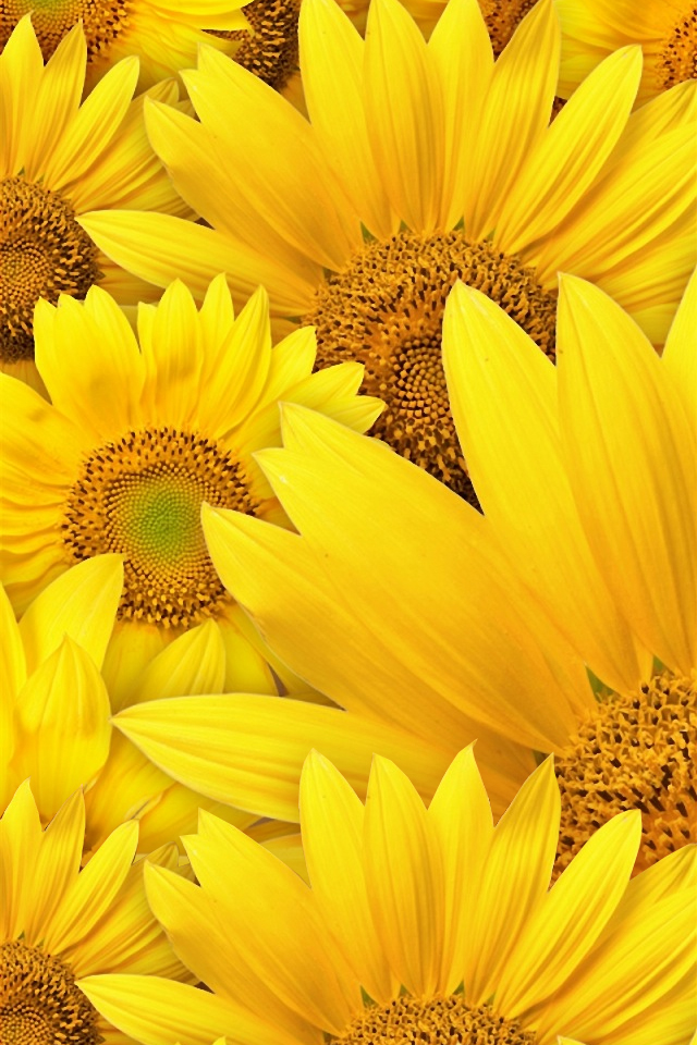 Sunflower Background Wallpaper Iphone Wallpapers Iphone壁紙 ひまわり祭り 640x960px Iphone壁紙ギャラリー