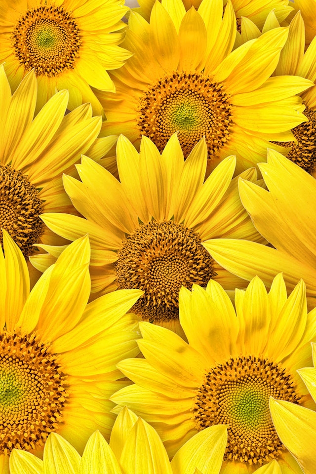 Sunflowers Iphone 4s Wallpaper 640x960 Iphone壁紙 ひまわり祭り 640x960px Iphone壁紙ギャラリー