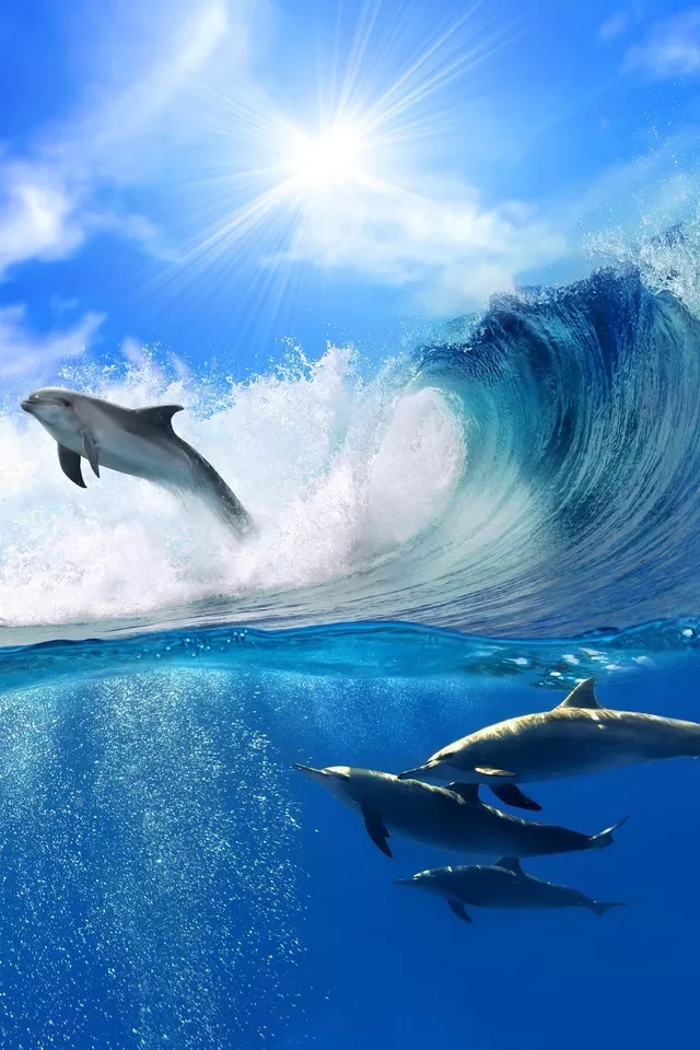 イルカの波乗り Iphone壁紙ギャラリー