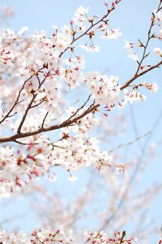 桜の花