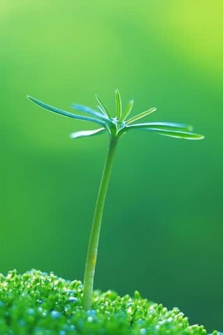 木の芽