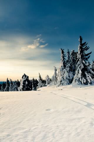 雪原