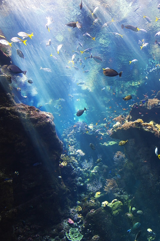 水族館っぽい水中のiphone壁紙 Iphone壁紙ギャラリー