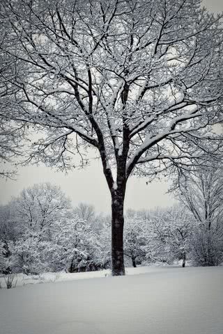 雪