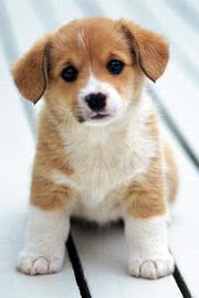 かわいい子犬 | 動物のiPhone壁紙