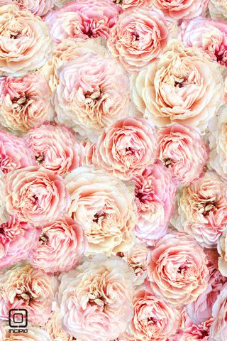 ピンクのバラのキラキラiphone壁紙 Iphone壁紙ギャラリー