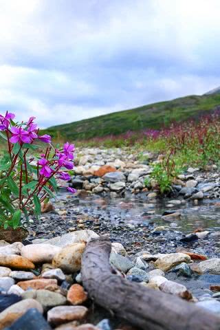 水辺の花