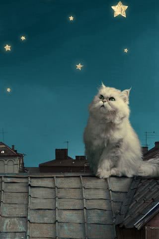 猫と星空