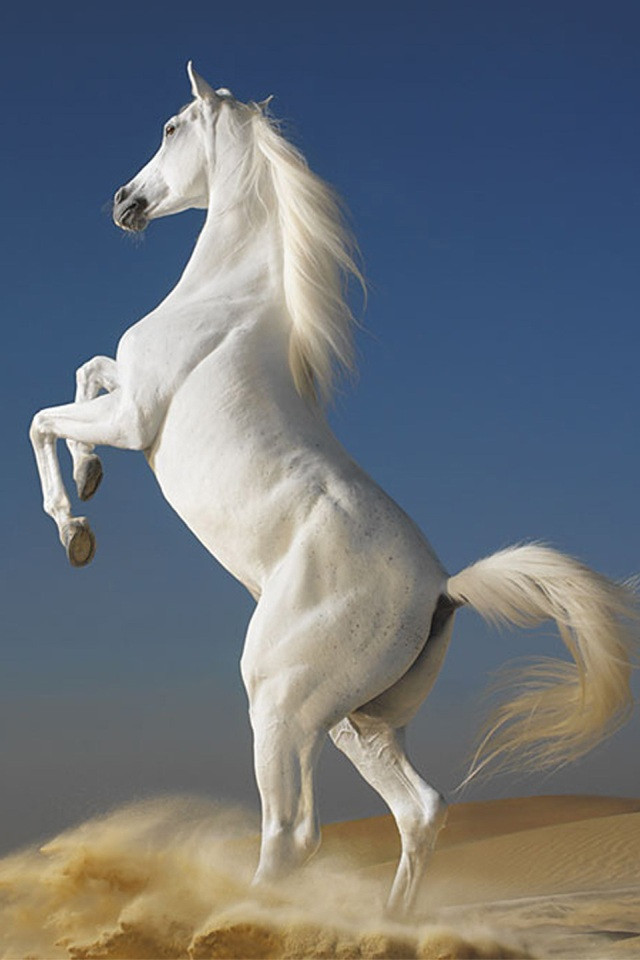 カッコ良くて癒される 馬の高画質な画像 壁紙まとめ 写真まとめサイト Pictas