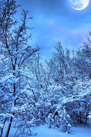 雪の森の夜