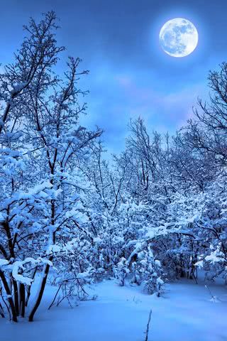 雪の月夜