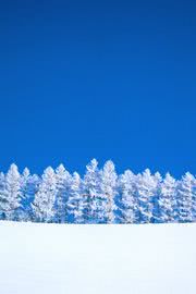 真っ白な雪景色