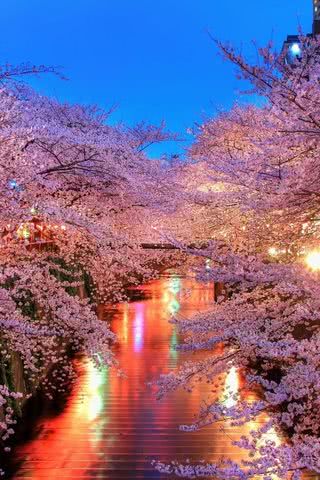 【41位】夜桜