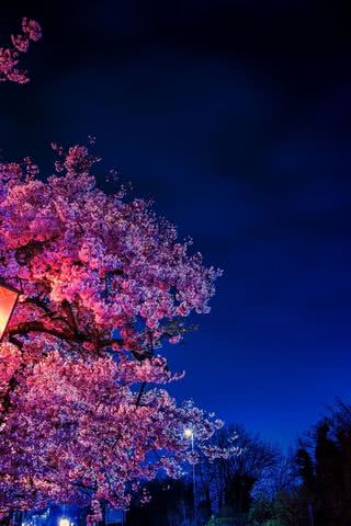 【10位】夜桜