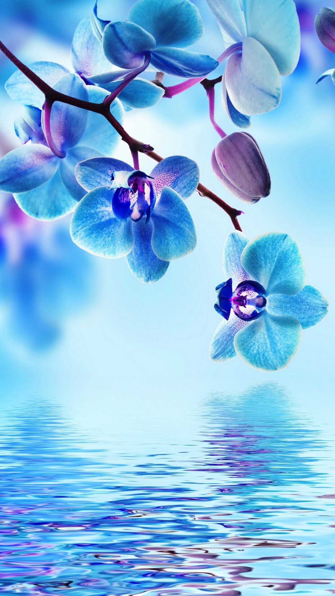 水辺の青い花 Iphone12 スマホ壁紙 待受画像ギャラリー