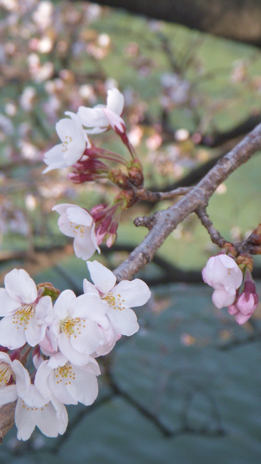 桜 Iphone12 スマホ壁紙 待受画像ギャラリー